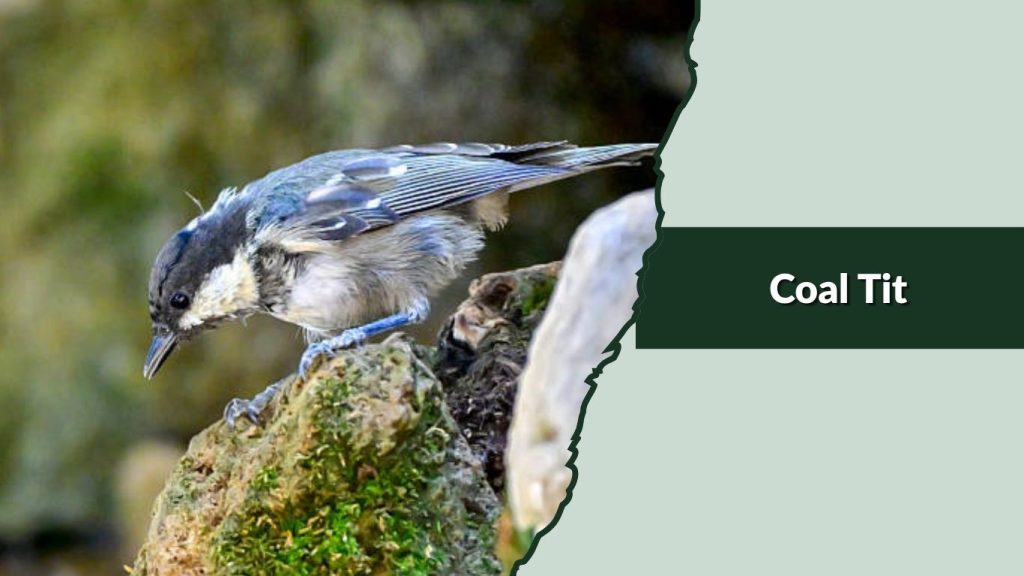 Coal Tit