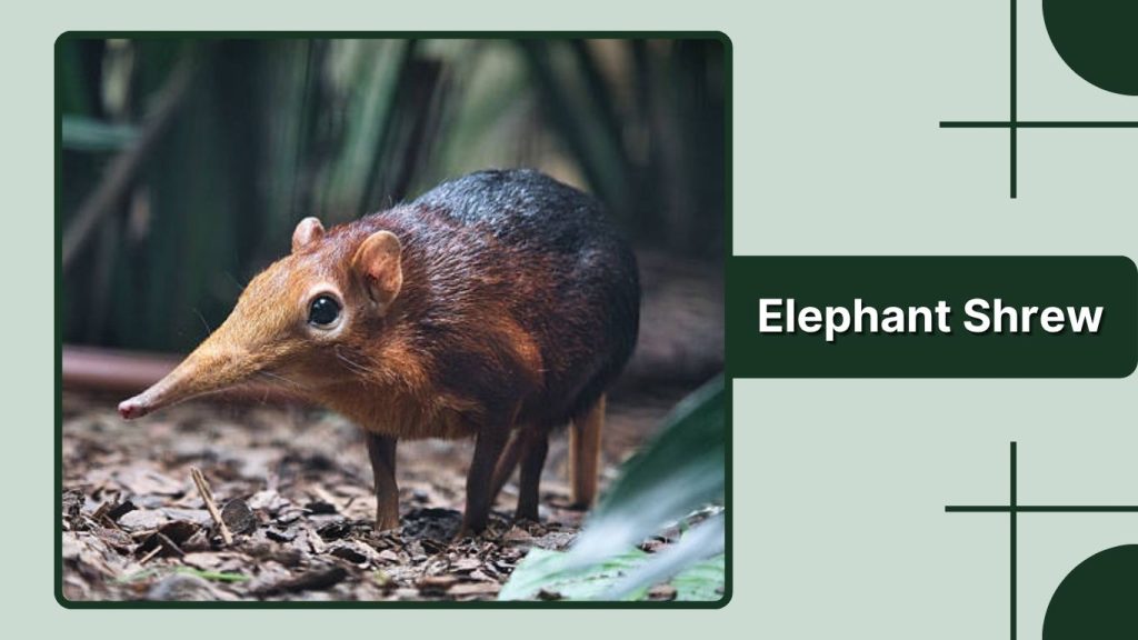 Elephant Shrew