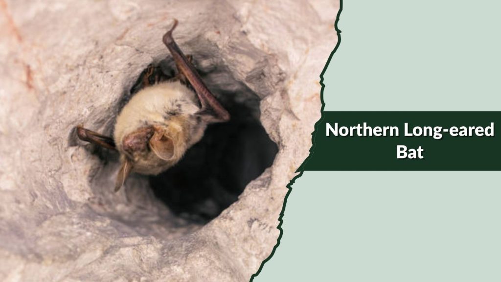  Northern Long-eared Bat