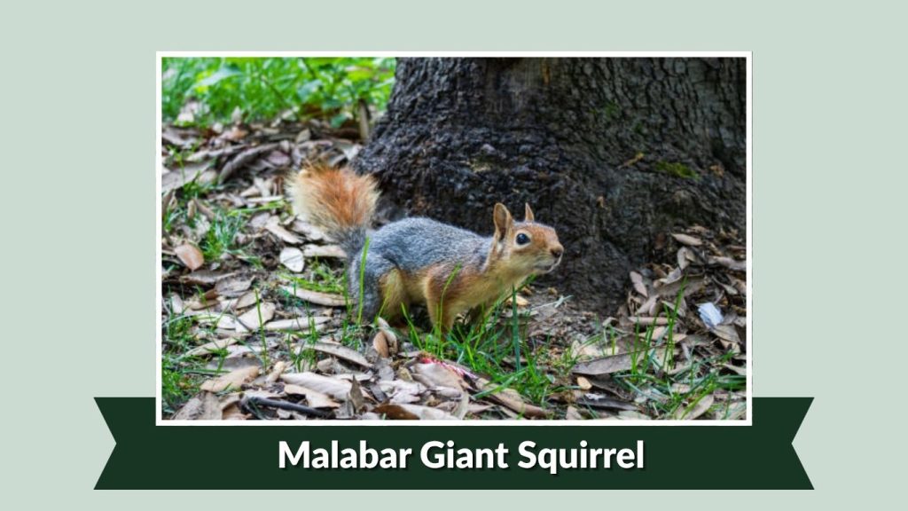 Malabar Giant Squirrel