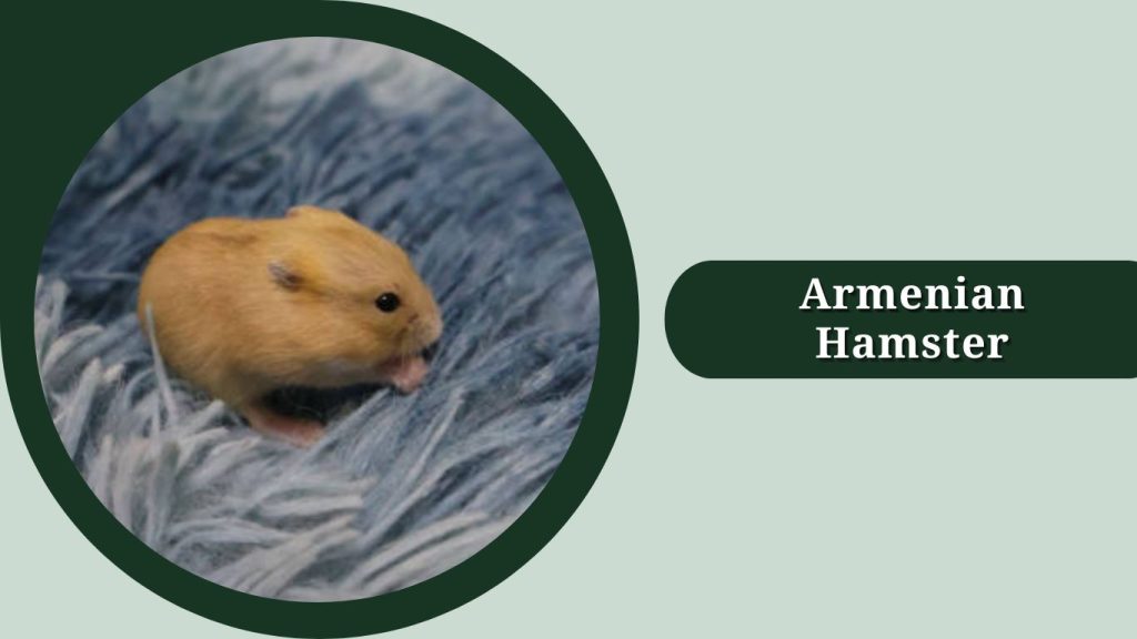 Armenian Hamster