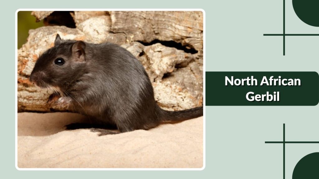 North African Gerbil