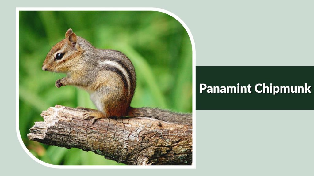  Panamint Chipmunk