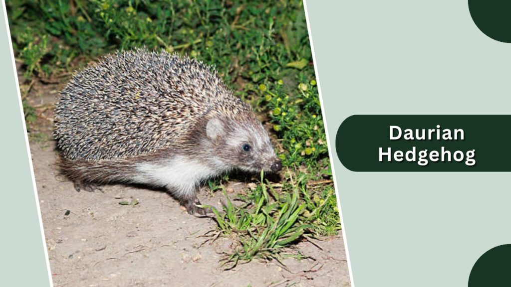 Daurian Hedgehog