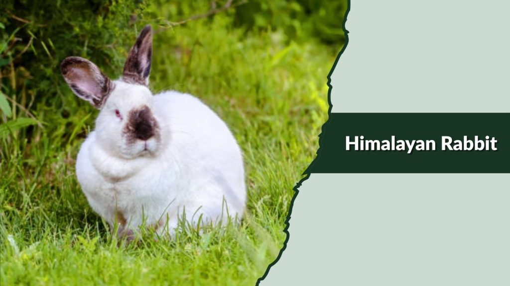 Himalayan Rabbit