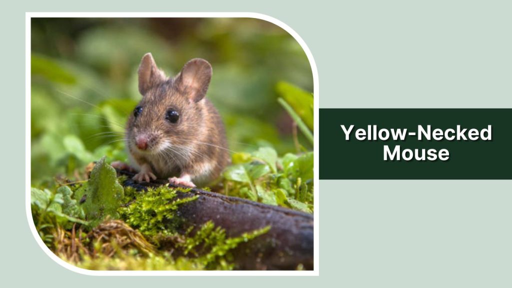  Yellow-Necked Mouse
