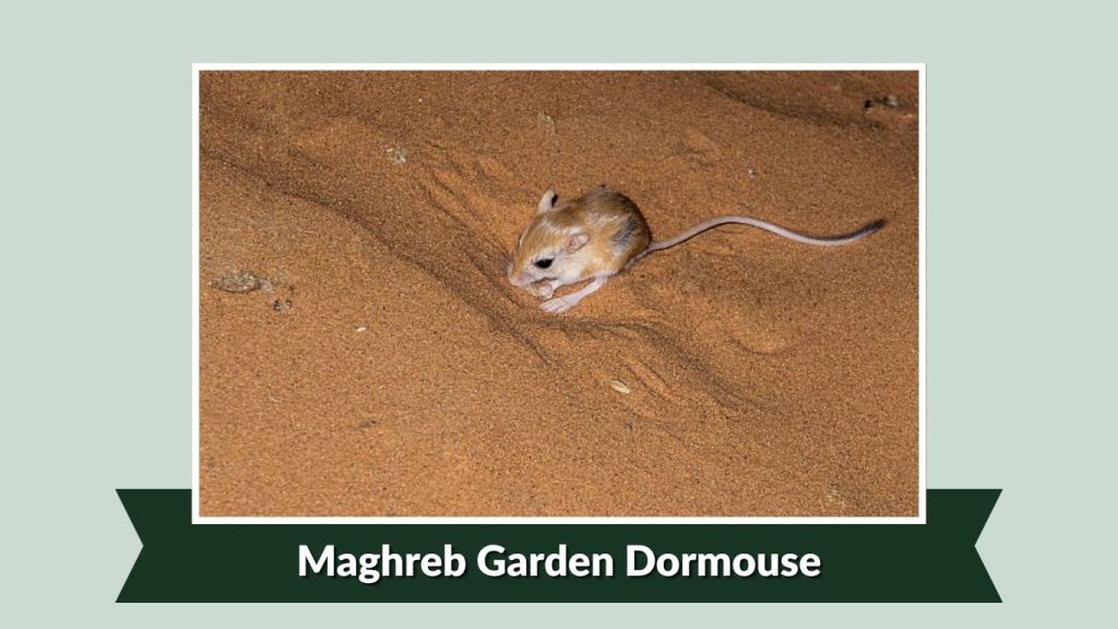  Maghreb Garden Dormouse