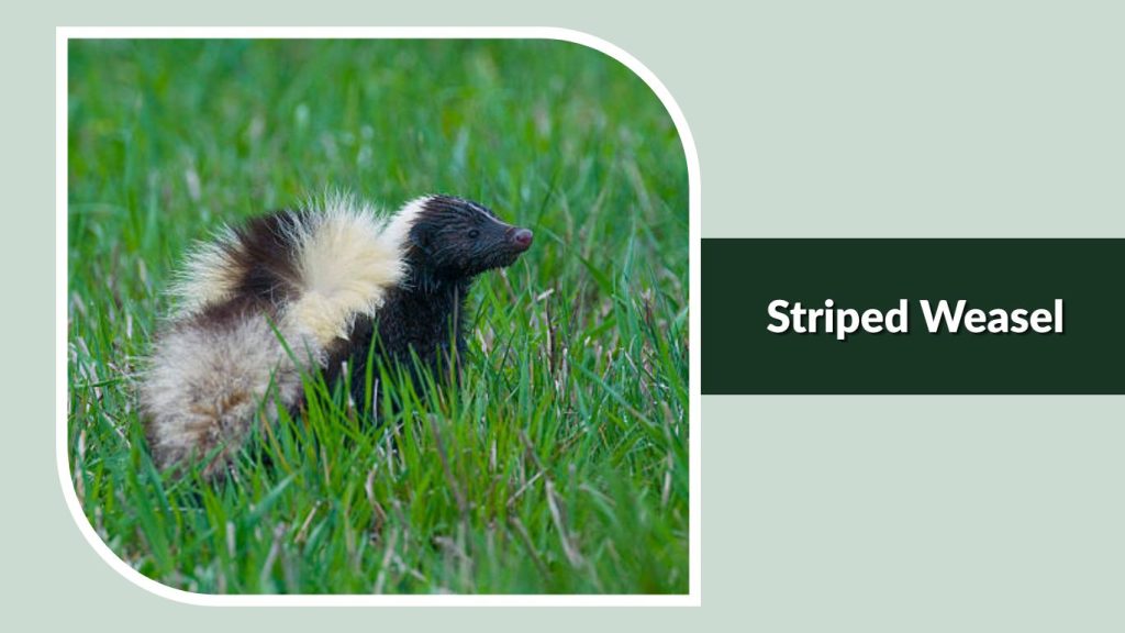 Striped Weasel