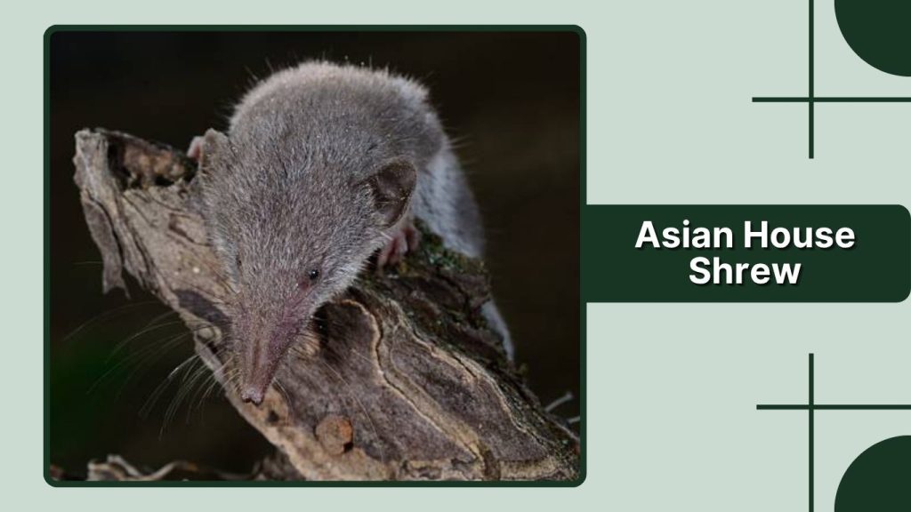 Asian House Shrew
