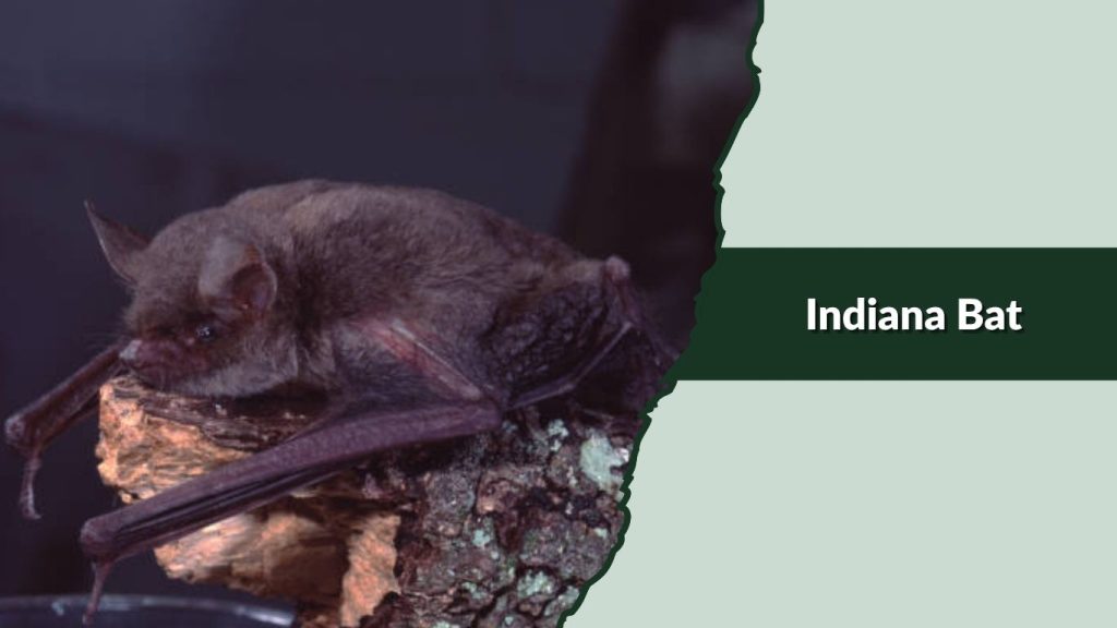  Indiana Bat