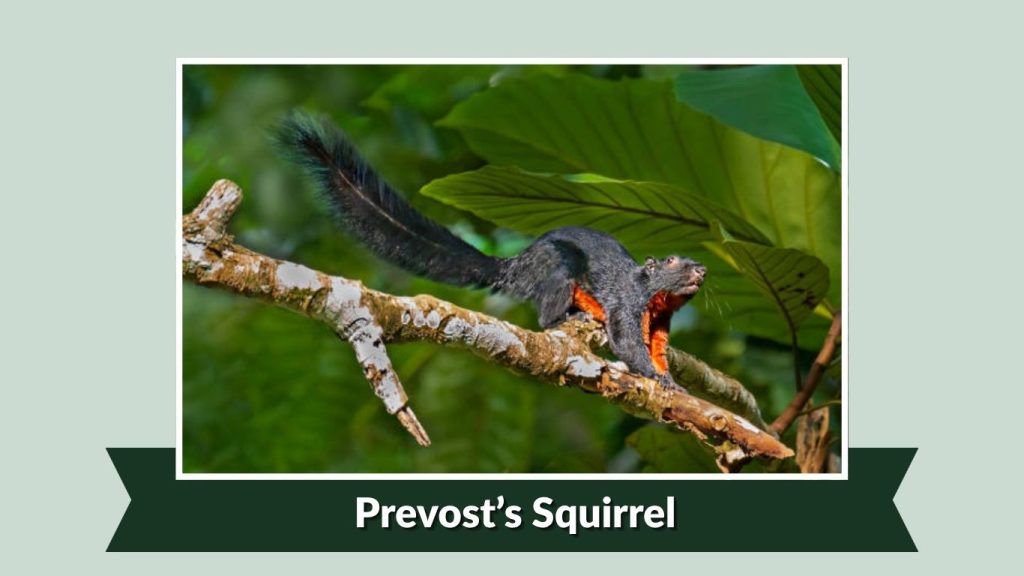  Prevost’s Squirrel