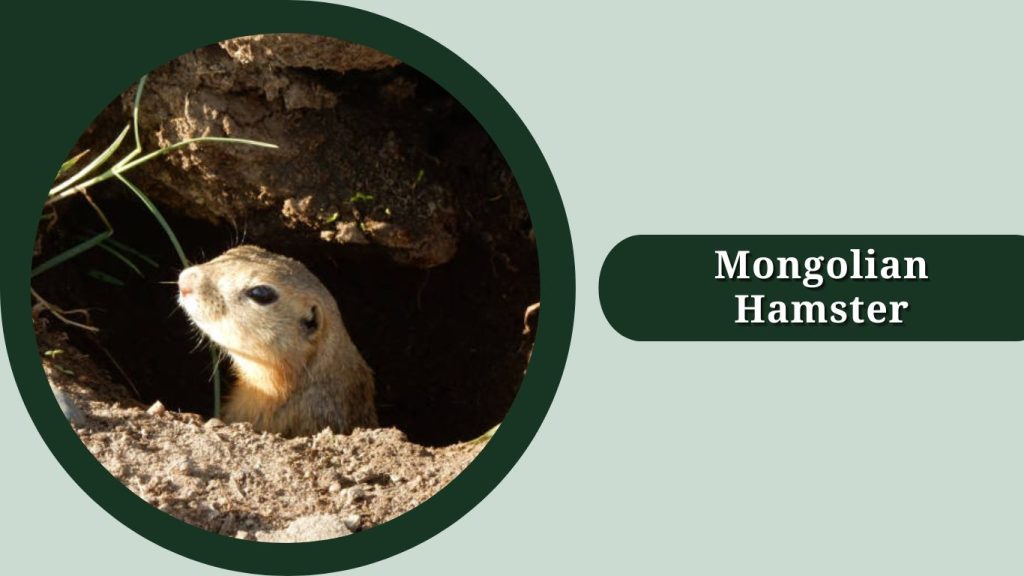 Mongolian Hamster