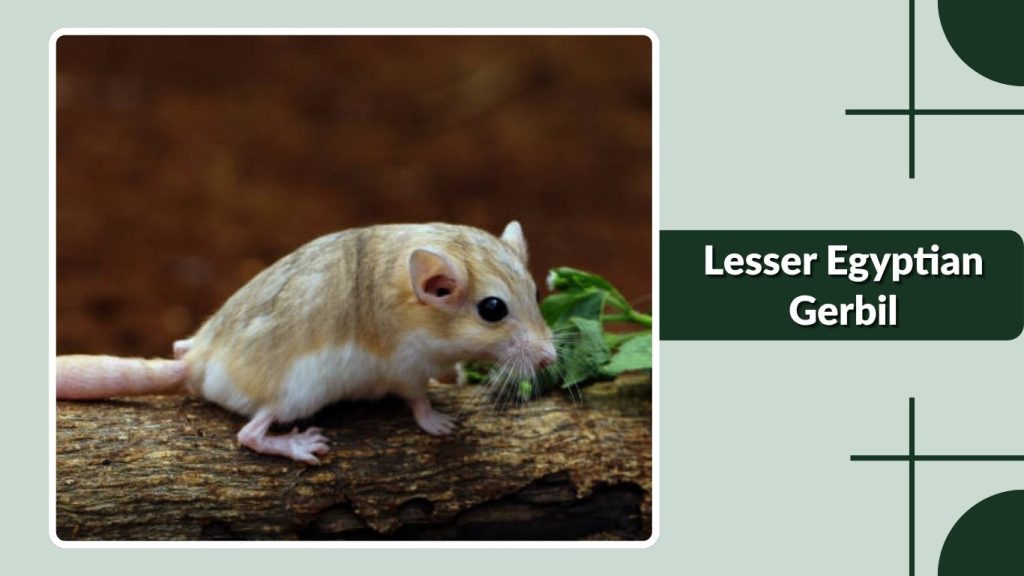Lesser Egyptian Gerbil