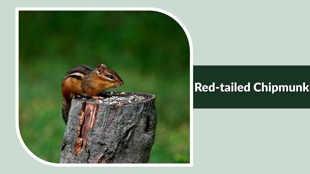  Red-tailed Chipmunk
