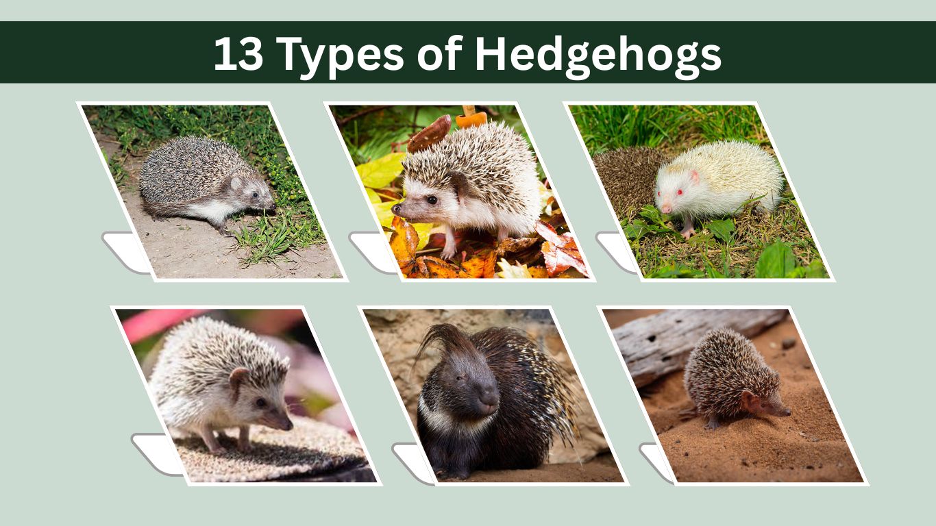 13 Types of Hedgehogs: Different Species Identification