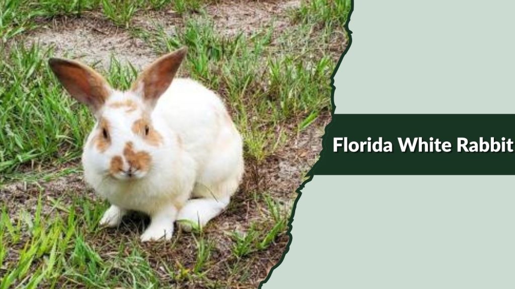 Florida White Rabbit
