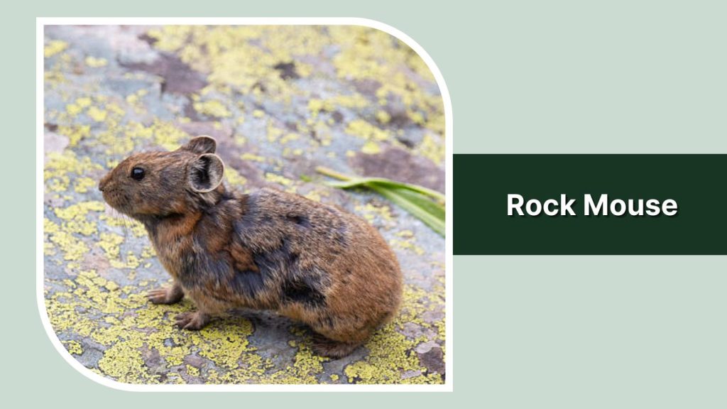 Rock Mouse