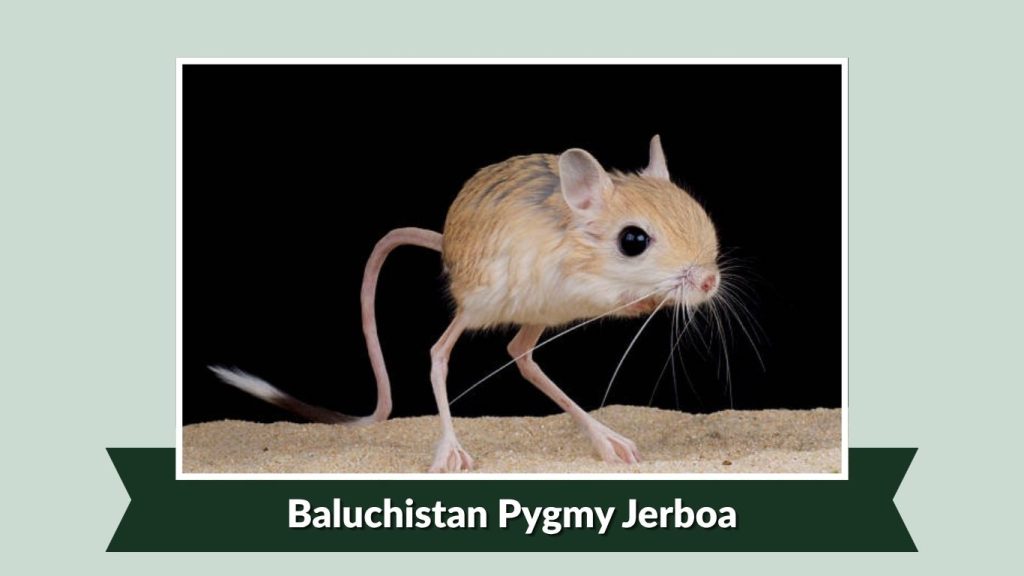 Baluchistan Pygmy Jerboa