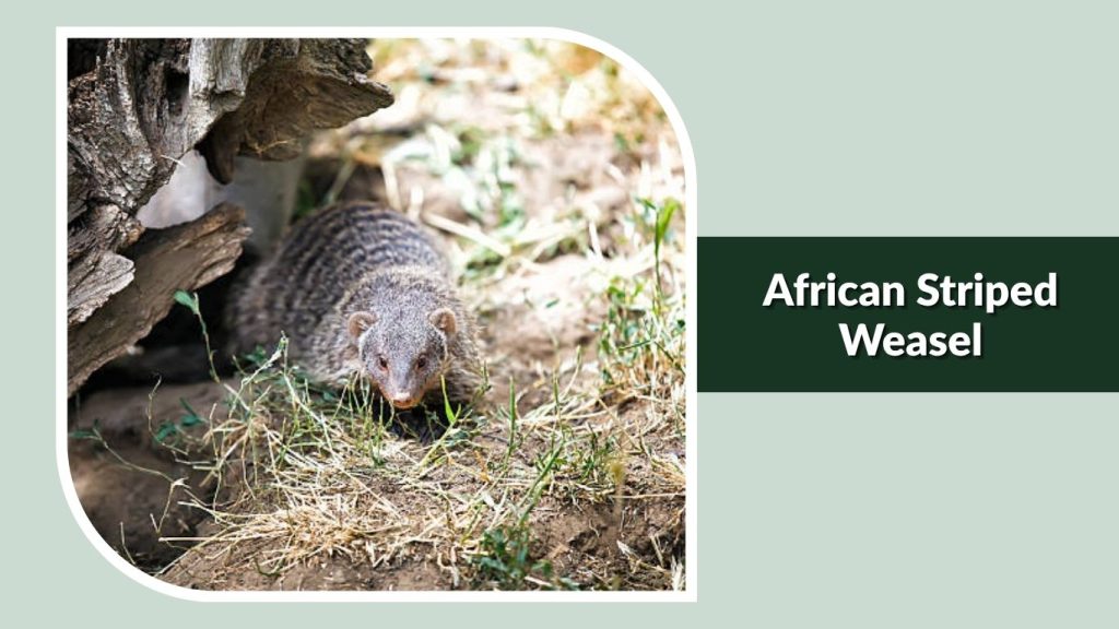 African Striped Weasel