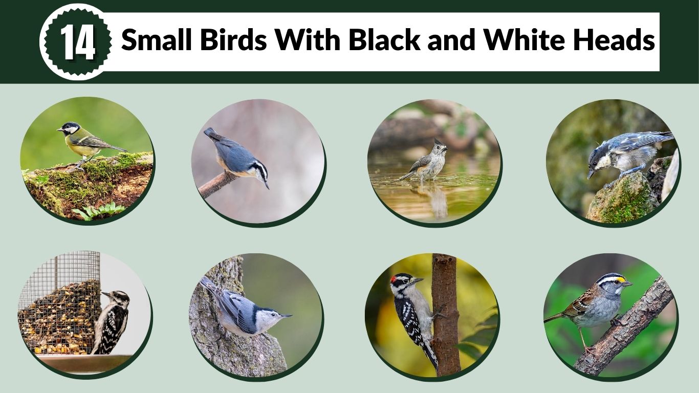 14 Small Birds With Black and White Heads