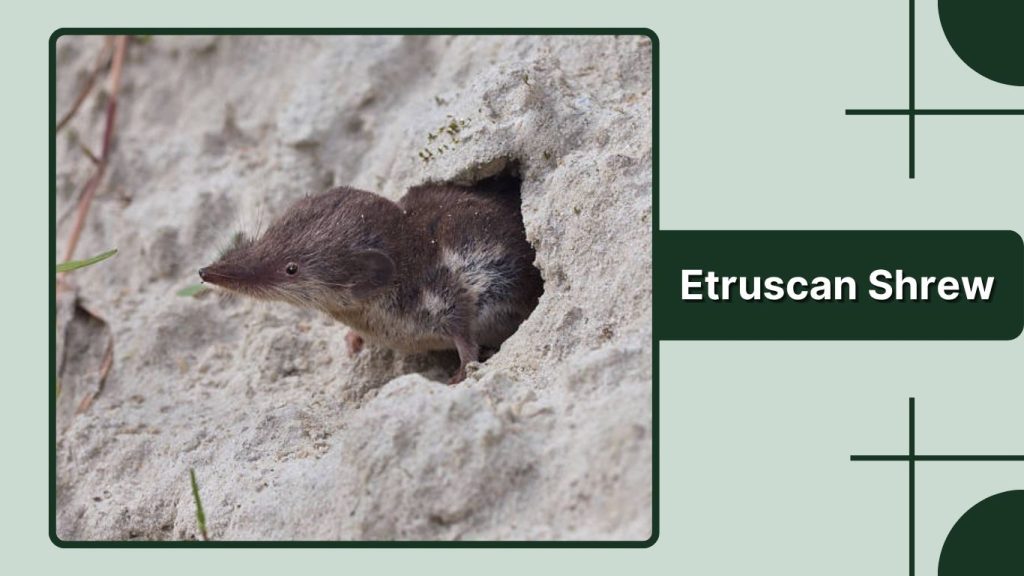 Etruscan Shrew