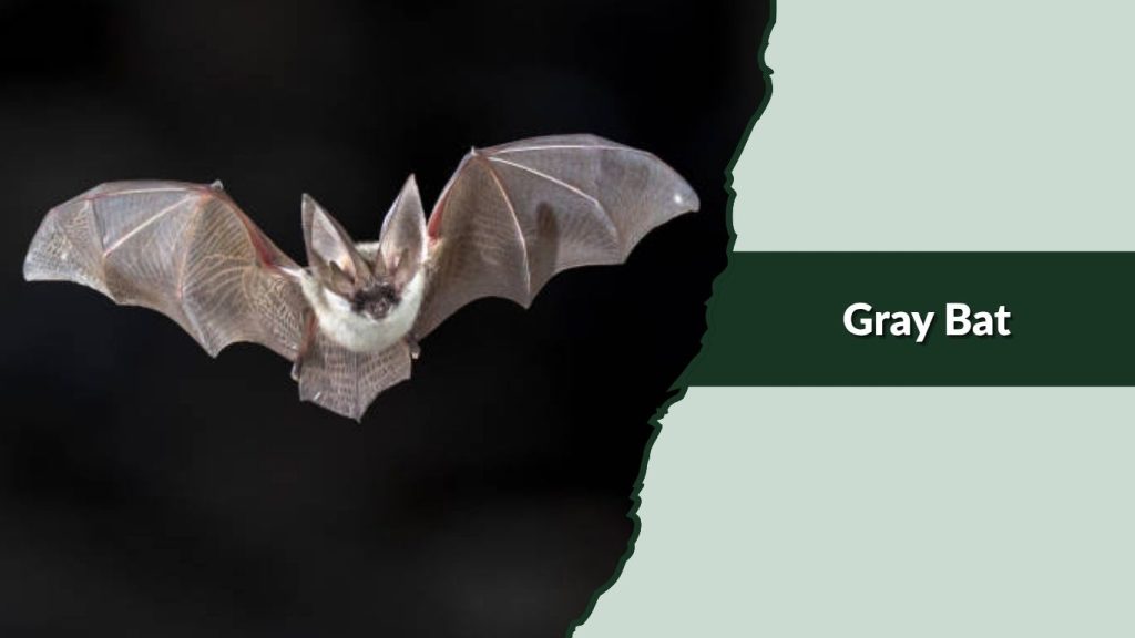  Gray Bat