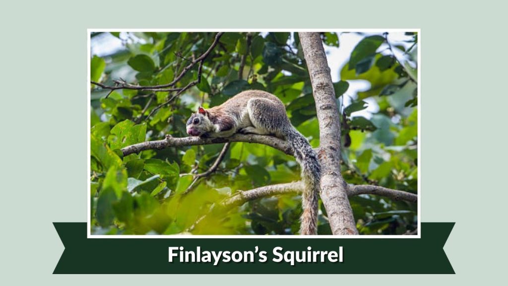 Finlayson’s Squirrel