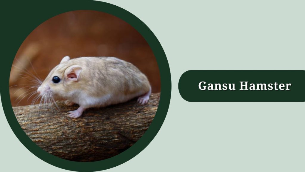Gansu Hamster
