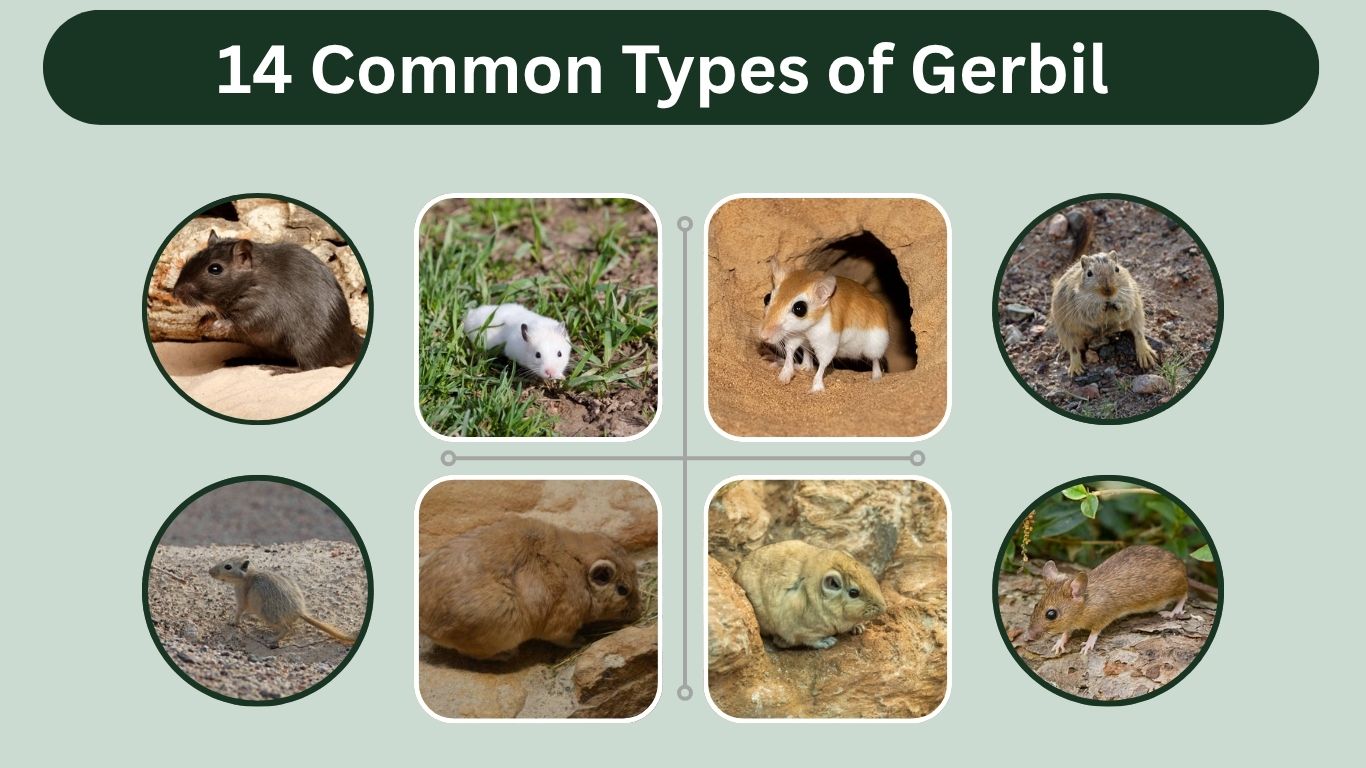 14 Common Types of Gerbil:  Species, Size, Habitat, Diet and More 