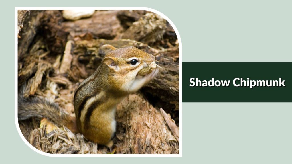 Shadow Chipmunk
