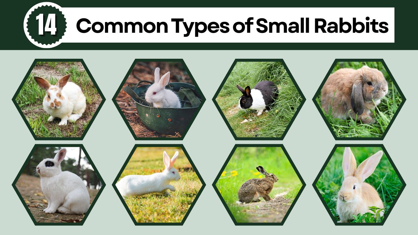 14 Common Types of Small Rabbits: identification with pictures