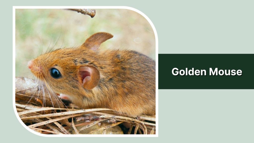 Golden Mouse