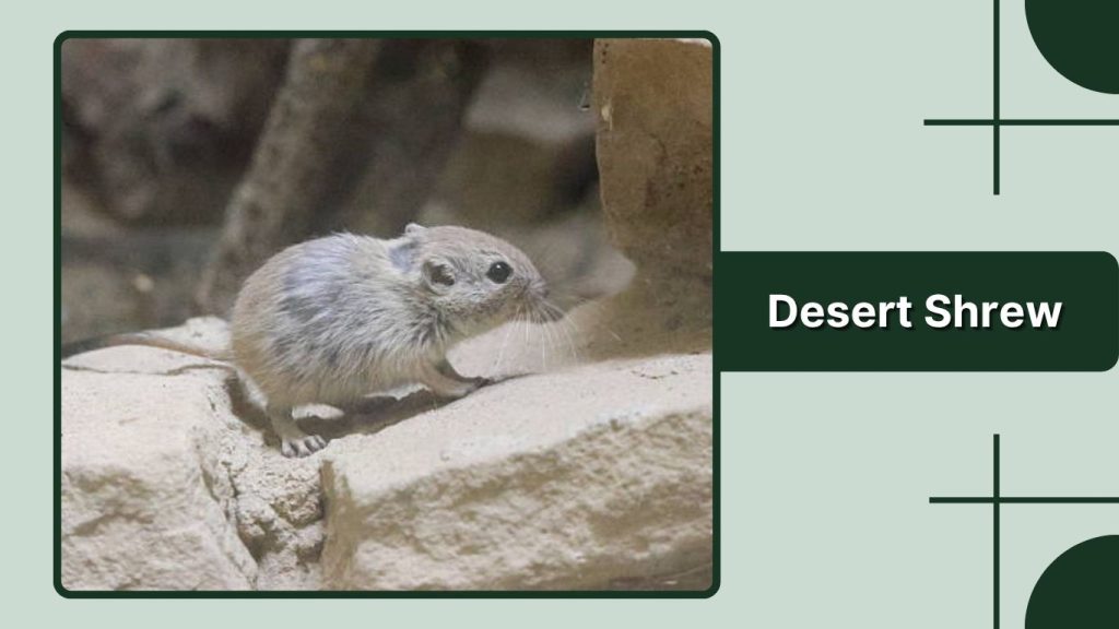 Desert Shrew