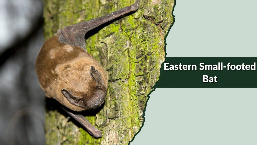 Eastern Small-footed Bat