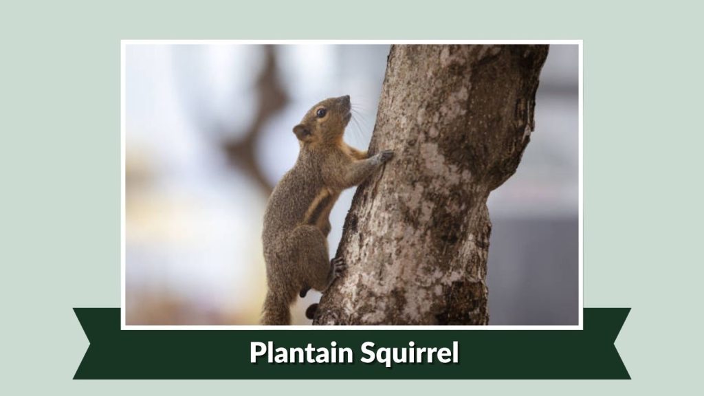  Plantain Squirrel