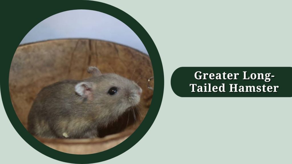Greater Long-Tailed Hamster