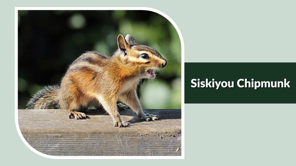 Siskiyou Chipmunk