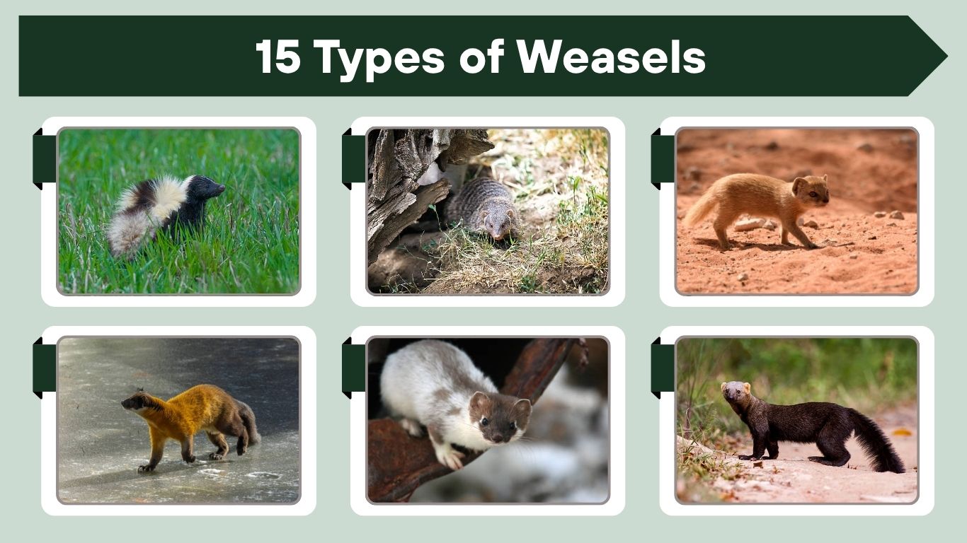 15 Types of Weasels: Species, Facts, and Identification