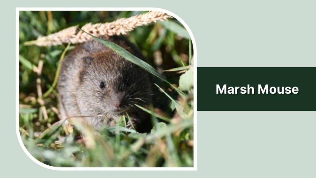 Marsh Mouse