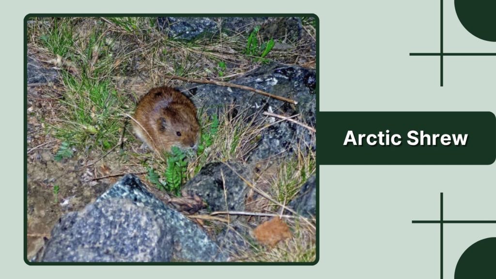 Arctic Shrew