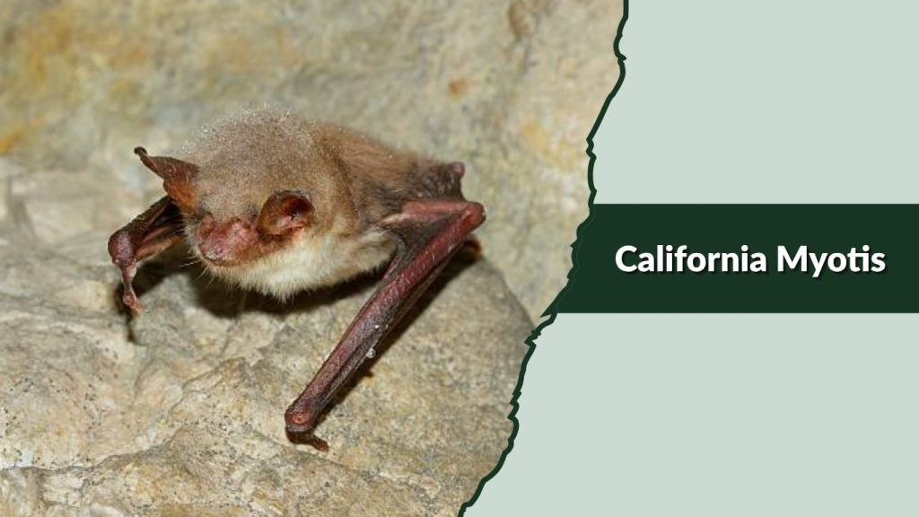 California Myotis