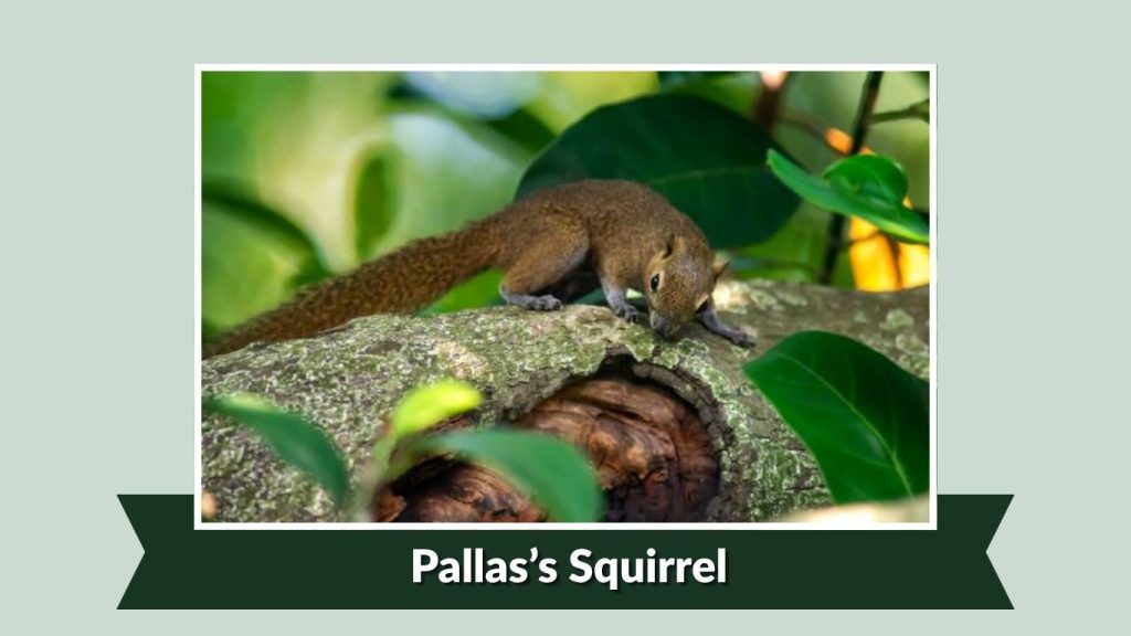 Pallas’s Squirrel