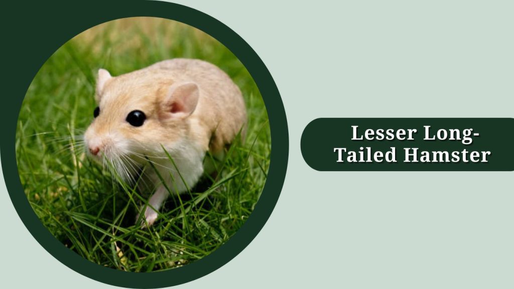 Lesser Long-Tailed Hamster