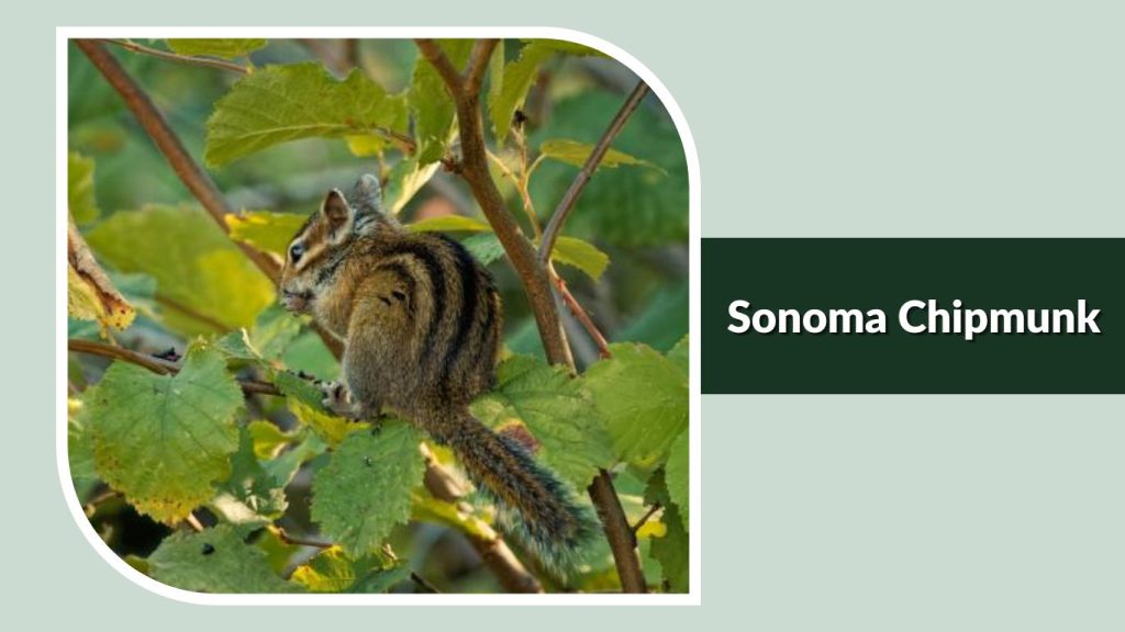 Sonoma Chipmunk