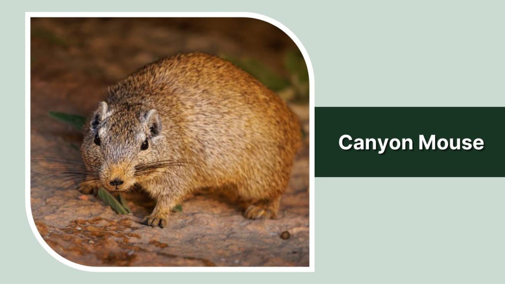 Canyon Mouse