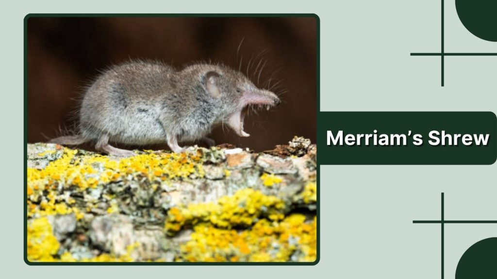 Merriam’s Shrew