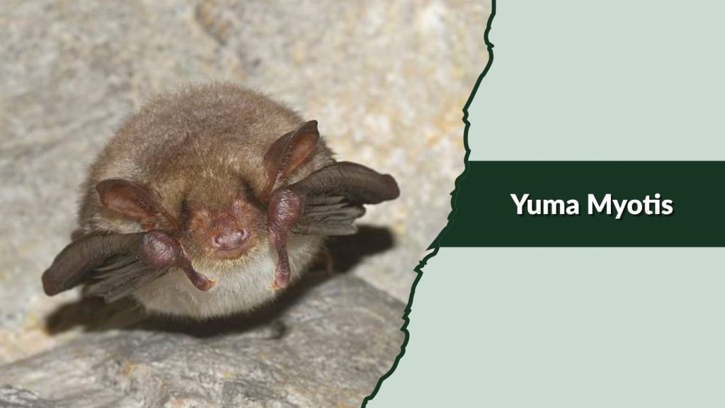 Yuma Myotis
