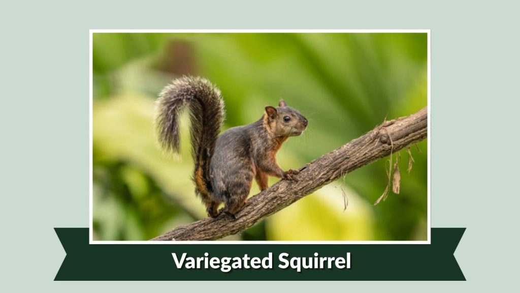 Variegated Squirrel