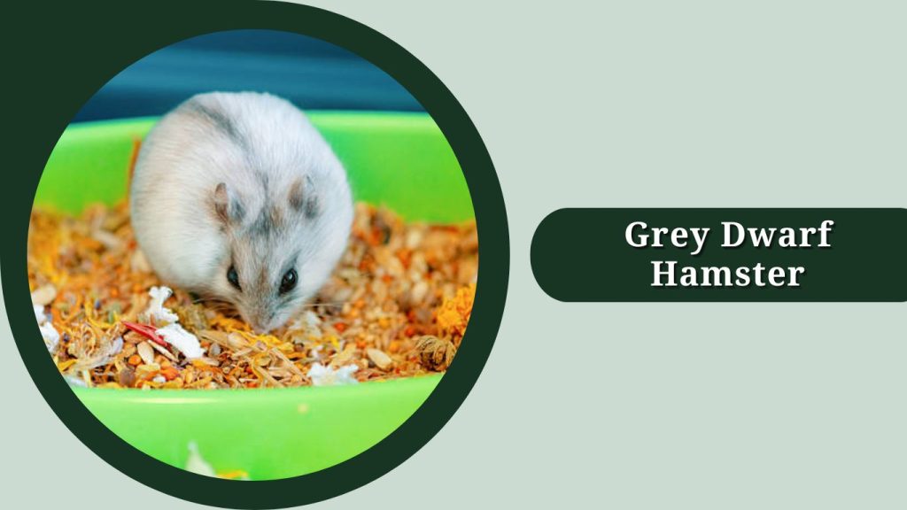 Grey Dwarf Hamster