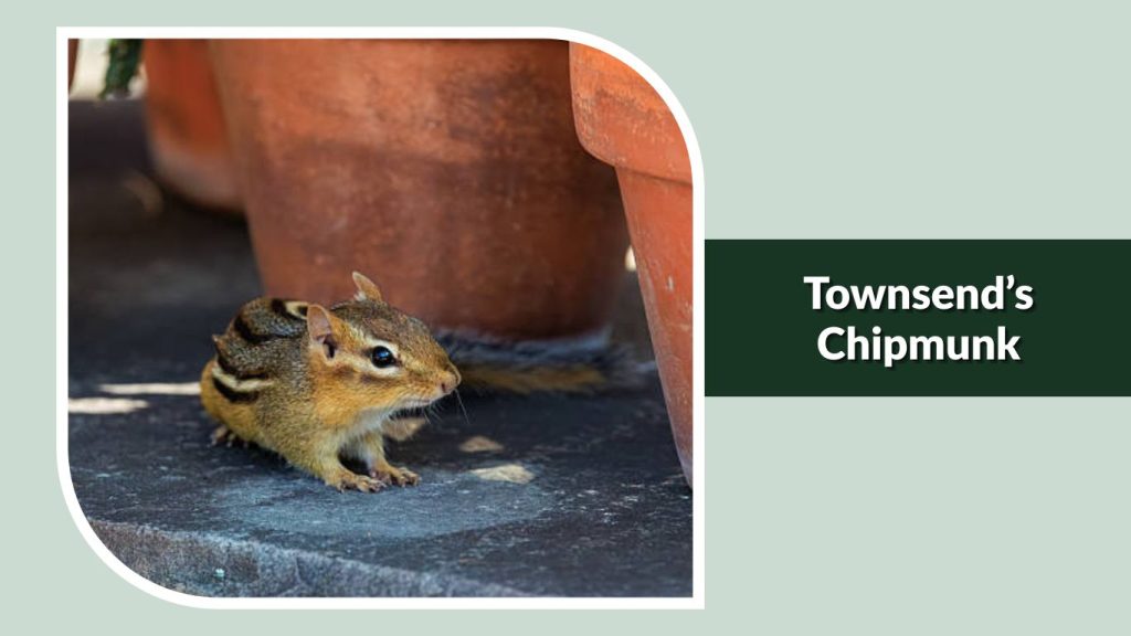 Townsend’s Chipmunk